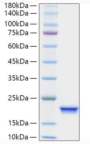 Recombinant Human IFN-alpha 4 Protein was determined by SDS-PAGE under reducing conditions with Coomassie Blue.