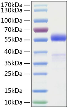 Recombinant Human Frizzled-1/FZD1 Protein was determined by SDS-PAGE under reducing conditions with Coomassie Blue.