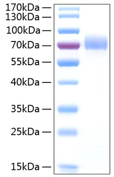 Recombinant Human CD44 Protein was determined by SDS-PAGE under reducing conditions with Coomassie Blue.