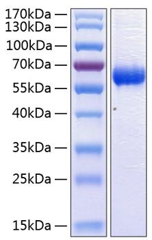 Recombinant Human CD47 Protein was determined by SDS-PAGE under reducing conditions with Coomassie Blue.