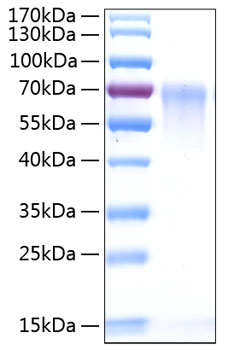 Recombinant Human DAF/CD55 Protein was determined by SDS-PAGE under reducing conditions with Coomassie Blue.