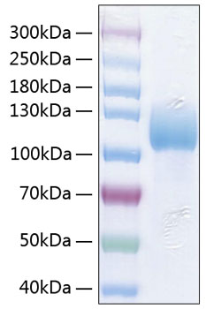 Recombinant Human ICAM-3/CD50 Protein was determined by SDS-PAGE under reducing conditions with Coomassie Blue.