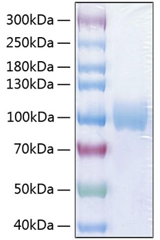 Recombinant Human PVR/CD155 Protein was determined by SDS-PAGE under reducing conditions with Coomassie Blue.