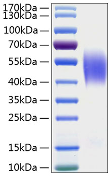 Recombinant Human CEACAM6/CD66c Protein was determined by SDS-PAGE under reducing conditions with Coomassie Blue.