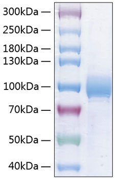 Recombinant Human Nectin-3/PVRL3/CD113 Protein was determined by SDS-PAGE under reducing conditions with Coomassie Blue.