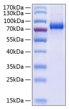Recombinant Human EphA3 Protein was determined by SDS-PAGE under reducing conditions with Coomassie Blue.