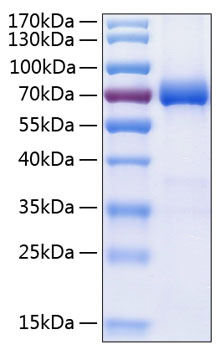Recombinant Human B7-DC/PD-L2/CD273 Protein was determined by SDS-PAGE under reducing conditions with Coomassie Blue.