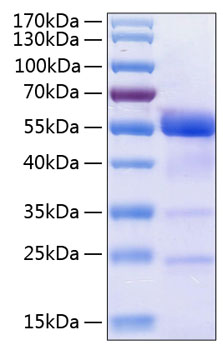 Recombinant Human Osteopontin/SPP-1 Protein was determined by SDS-PAGE under reducing conditions with Coomassie Blue.