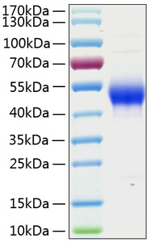 Recombinant Human CD14 Protein was determined by SDS-PAGE under reducing conditions with Coomassie Blue.