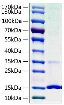 Recombinant Human Cystatin-S/CST4 Protein was determined by SDS-PAGE under reducing conditions with Coomassie Blue.