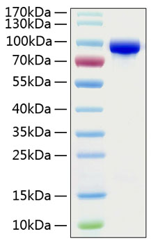 Recombinant Human Transferrin/TF Protein was determined by SDS-PAGE under reducing conditions with Coomassie Blue.