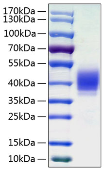 Recombinant Human CLL-1/MICL/CD371 Protein was determined by SDS-PAGE under reducing conditions with Coomassie Blue.