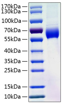 Recombinant Human Angiotensinogen/AGT Protein was determined by SDS-PAGE under reducing conditions with Coomassie Blue.