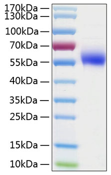 Recombinant Human IL-1R2/CD121b Protein was determined by SDS-PAGE under reducing conditions with Coomassie Blue.