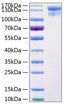 Recombinant Human HER1/ERBB1/EGFR Protein was determined by SDS-PAGE under reducing conditions with Coomassie Blue.