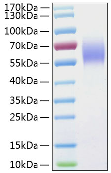 Recombinant Human IL-13RA1/CD213a1 Protein was determined by SDS-PAGE under reducing conditions with Coomassie Blue.