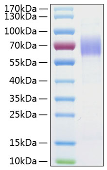 Recombinant Human MSR1/CD204 Protein was determined by SDS-PAGE under reducing conditions with Coomassie Blue.