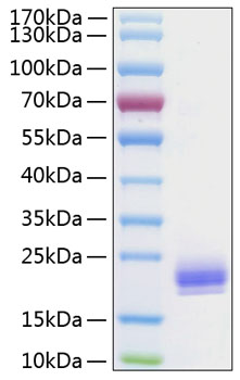 Recombinant Human LAIR-2/CD306 Protein was determined by SDS-PAGE under reducing conditions with Coomassie Blue.