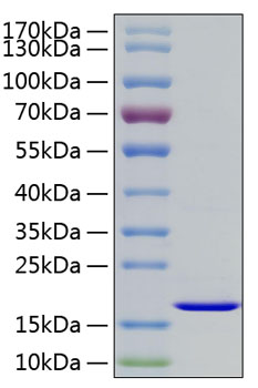 Recombinant Human FGF-2/bFGF Protein was determined by SDS-PAGE under reducing conditions with Coomassie Blue.