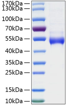 Recombinant Human Galectin-9/LGALS9 Protein was determined by SDS-PAGE under reducing conditions with Coomassie Blue.