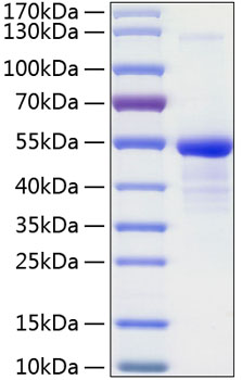 Recombinant Human 12E7/MIC2 /CD99 Protein was determined by SDS-PAGE under reducing conditions with Coomassie Blue.