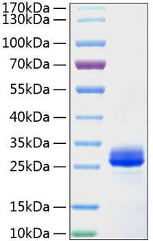 Recombinant Mouse VEGF-A/VEGF164 Protein was determined by SDS-PAGE under reducing conditions with Coomassie Blue.