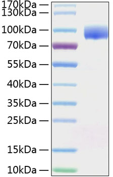 Recombinant Human Nectin-1/PVRL1/CD111 Protein was determined by SDS-PAGE under reducing conditions with Coomassie Blue.
