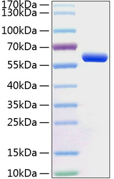 Recombinant Human BTN3A1/CD277 Protein was determined by SDS-PAGE under reducing conditions with Coomassie Blue.