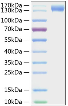 Recombinant Mouse P-Selectin/SELP/CD62P Protein was determined by SDS-PAGE under reducing conditions with Coomassie Blue.