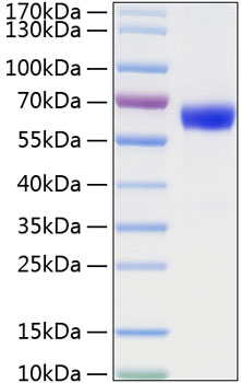 Recombinant Mouse TNFRSF1A/TNF-R1/CD120a Protein was determined by SDS-PAGE under reducing conditions with Coomassie Blue.