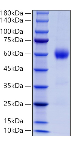 Recombinant Mouse Placenta growth factor/PlGF/PGF Protein was determined by SDS-PAGE under reducing conditions with Coomassie Blue.