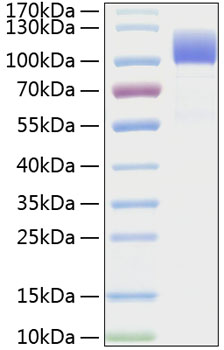 Recombinant Human CD6 Protein was determined by SDS-PAGE under reducing conditions with Coomassie Blue.