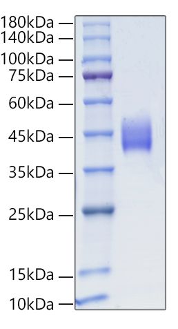Recombinant Human TEM8/ANTXR1 Protein was determined by SDS-PAGE under reducing conditions with Coomassie Blue.