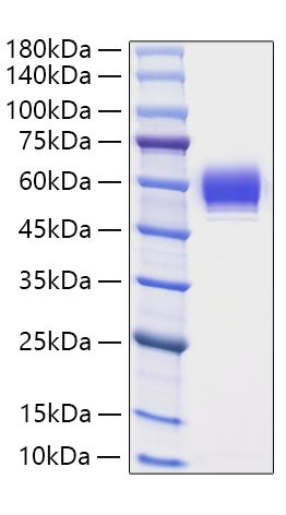 Recombinant Human Serpin B3/SCCA-1 Protein was determined by SDS-PAGE under reducing conditions with Coomassie Blue.