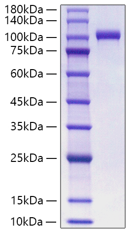 Recombinant Human MPO Protein was determined by SDS-PAGE under reducing conditions with Coomassie Blue.