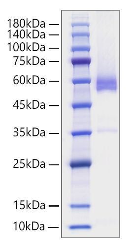 Recombinant Human TNFSF7/CD27 Ligand/CD70 Protein was determined by SDS-PAGE under reducing conditions with Coomassie Blue.