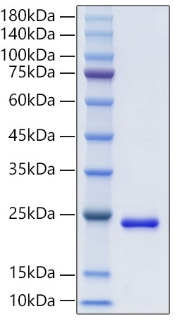 Recombinant Human FGF-10 Protein was determined by SDS-PAGE under reducing conditions with Coomassie Blue.