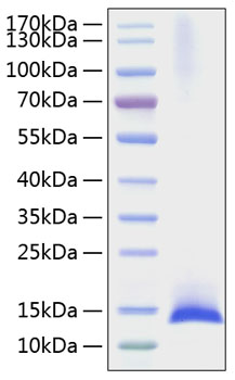 Recombinant Mouse IL-17F Protein was determined by SDS-PAGE under reducing conditions with Coomassie Blue.