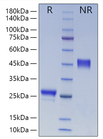 Recombinant Human VEGF-A/VEGF165 Protein was determined by SDS-PAGE under reducing (R) and non-reducing (NR) conditions.