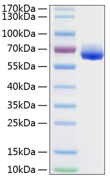 Recombinant Human LILRB4/ILT-3/CD85k Protein was determined by SDS-PAGE under reducing conditions with Coomassie Blue.