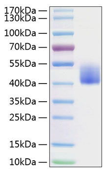 Recombinant Mouse B7-H1/PD-L1/CD274 Protein was determined by SDS-PAGE under reducing conditions with Coomassie Blue.