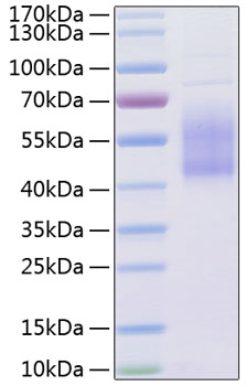 Recombinant Human B7-H2/ICOSLG/CD275 Protein was determined by SDS-PAGE under reducing conditions with Coomassie Blue.