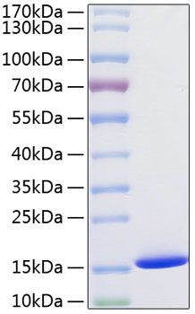 Recombinant Human Cystatin-SA/CST2 Protein was determined by SDS-PAGE under reducing conditions with Coomassie Blue.