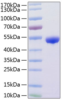 Recombinant Human Renin/REN Protein was determined by SDS-PAGE under reducing conditions with Coomassie Blue.