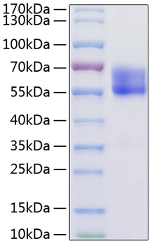 Recombinant Mouse PD-1/PDCD1/CD279 Protein was determined by SDS-PAGE under reducing conditions with Coomassie Blue.