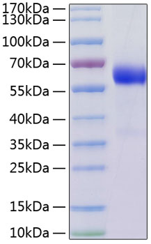 Recombinant Human TNFRSF3/TNFR-III/LTBR Protein was determined by SDS-PAGE under reducing conditions with Coomassie Blue.