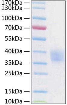 Recombinant Human Endothelial protein C receptor/CD201 Protein was determined by SDS-PAGE under reducing conditions with Coomassie Blue.