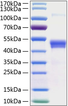 Recombinant Human TSG-14/PTX3 Protein was determined by SDS-PAGE under reducing conditions with Coomassie Blue.