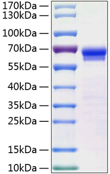Recombinant Human JAM-B/VE-JAM/CD322 Protein was determined by SDS-PAGE under reducing conditions with Coomassie Blue.