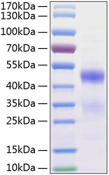 Recombinant Human NovH/CCN3(N97K) Protein was determined by SDS-PAGE under reducing conditions with Coomassie Blue.